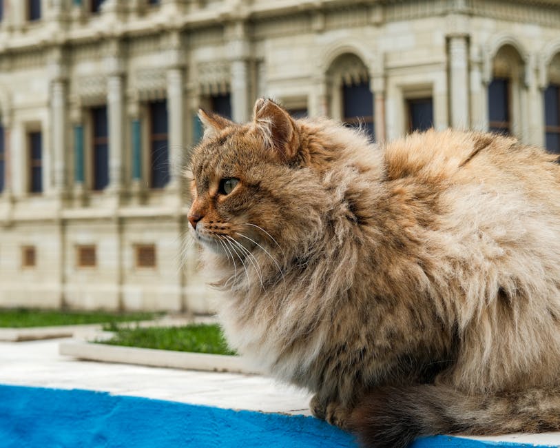 A fluffy tabby cat sits calmly in front of a historic building facade.